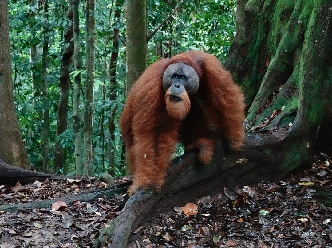 Expedition Jungle-武吉拉旺必去景点