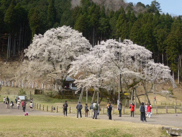 Usuzumi Park-本巢市必去景点