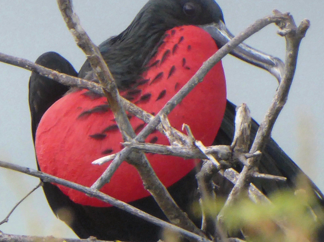 Isla Lobos-圣克里斯托瓦尔必去景点