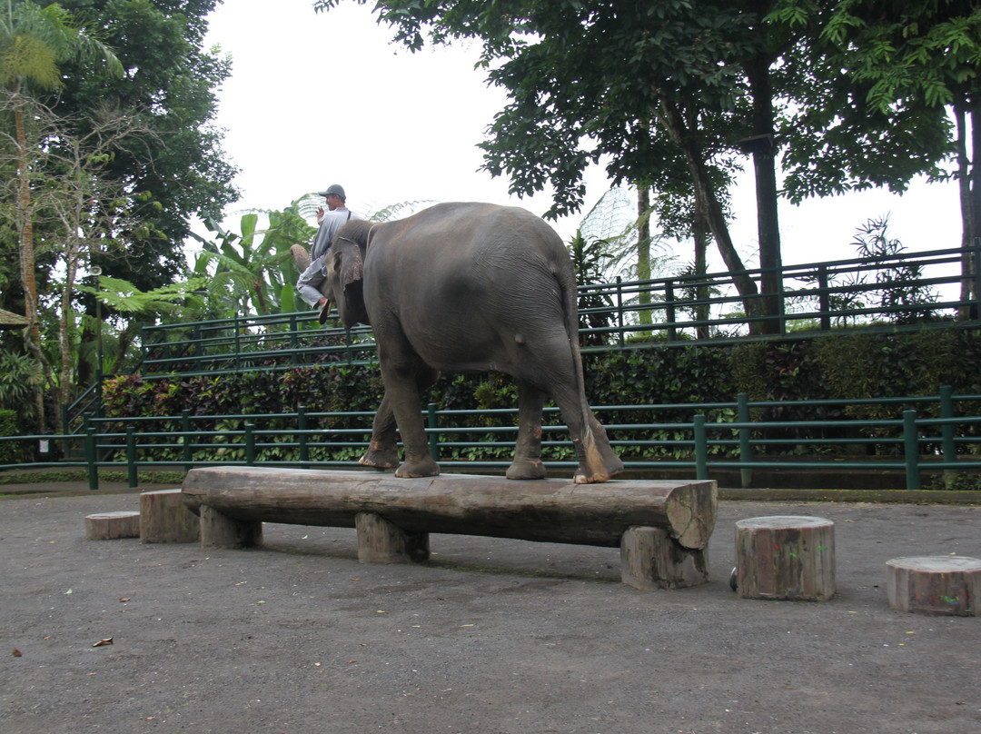 Bali Elephant Park景点图片