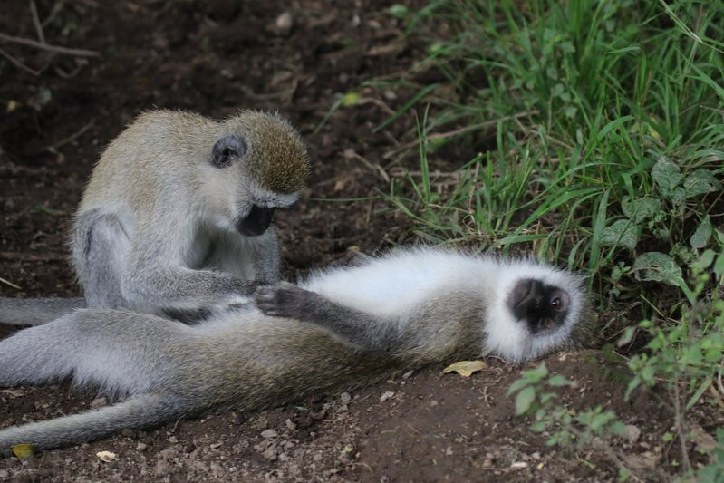 null-纳库鲁湖国家公园