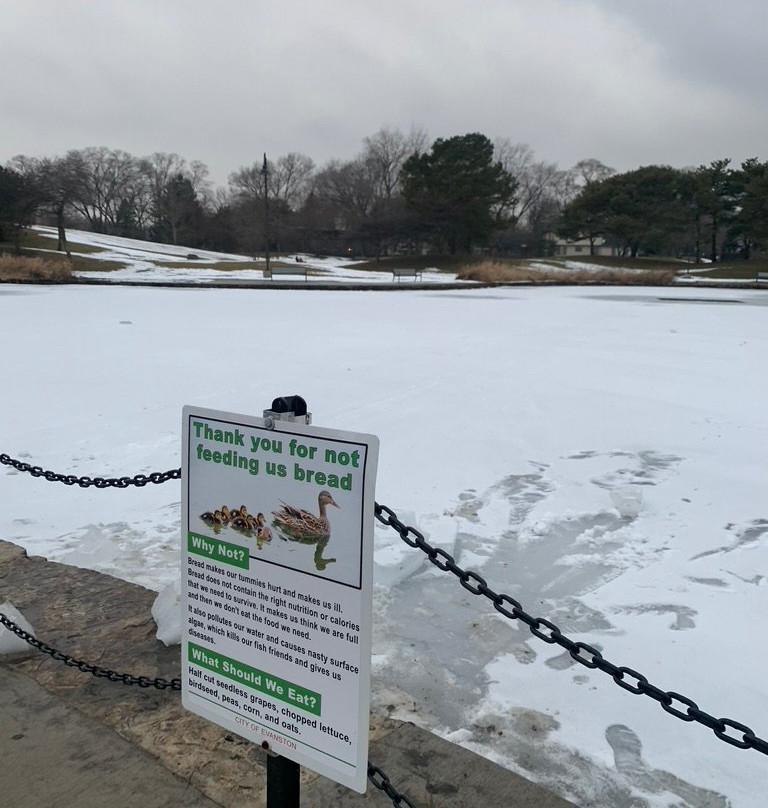 Lovelace Park-埃文斯顿必去景点