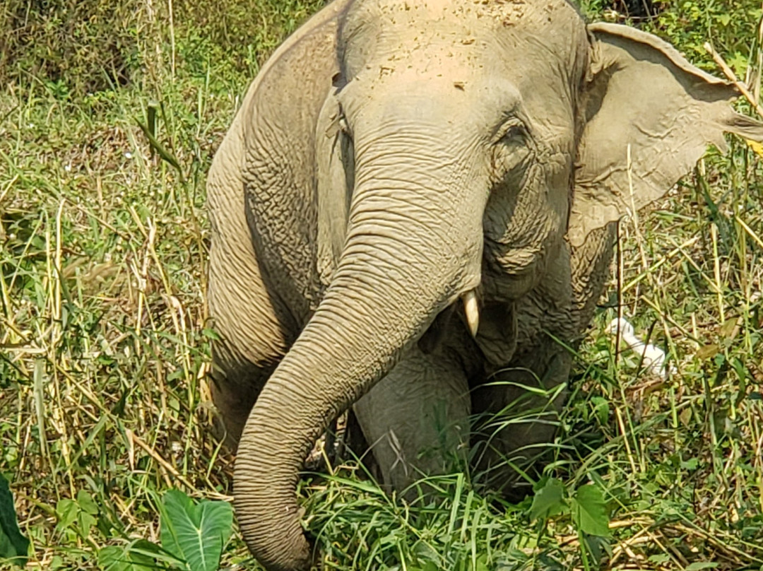 Boon Lott's Elephant Sanctuary景点图片