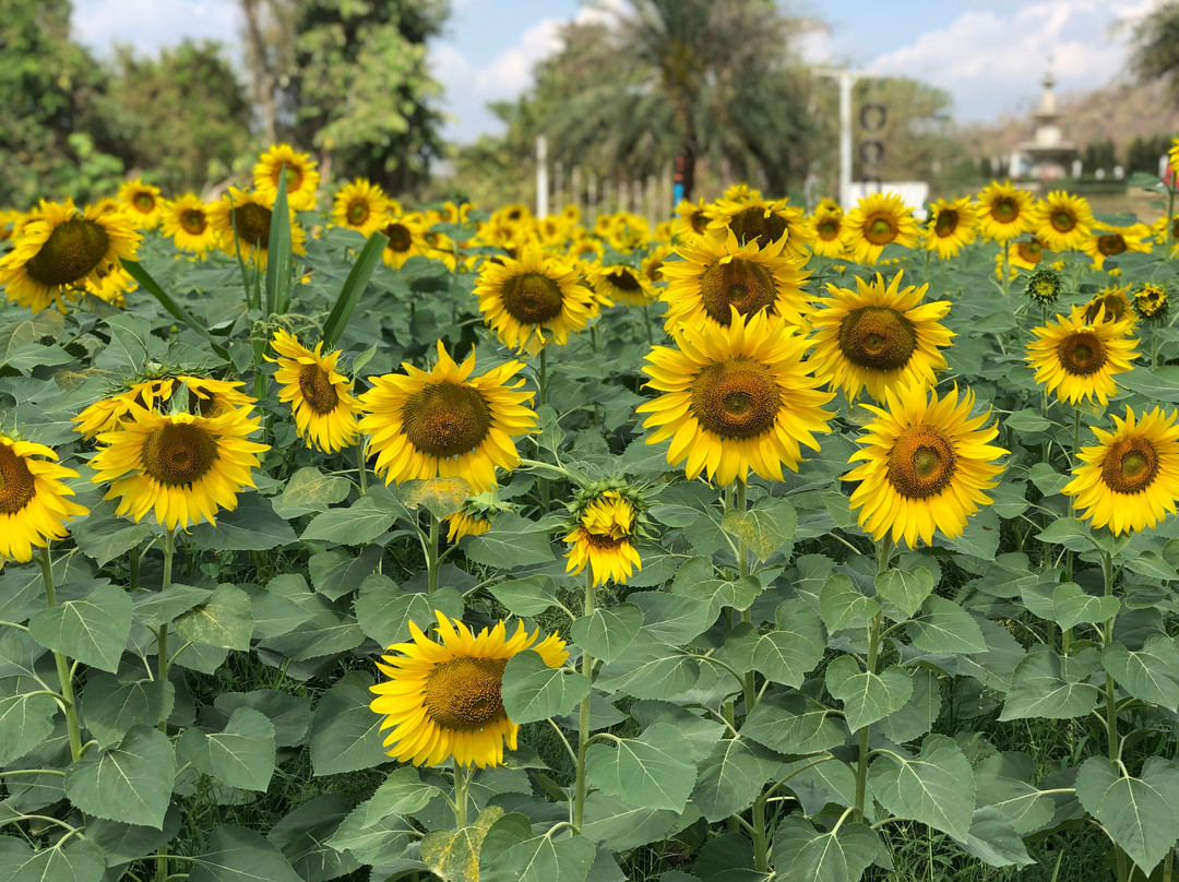 The Bloom By TV Pool景点图片