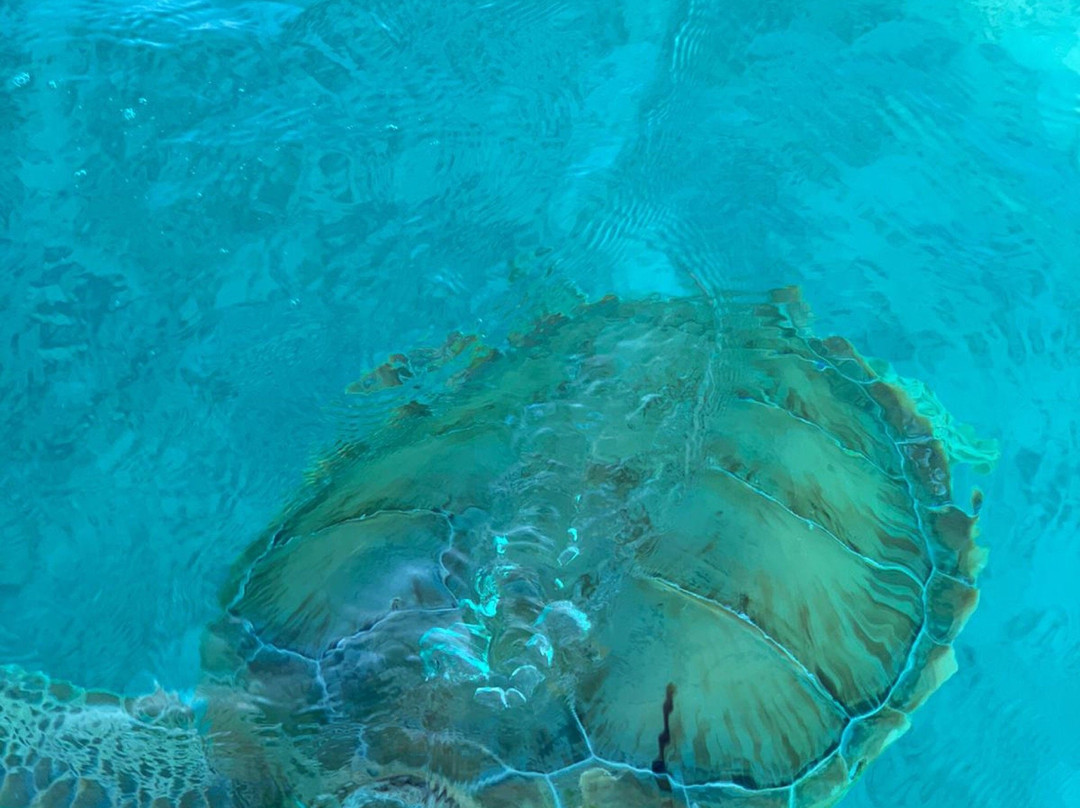 Jolly Hall Beach-George Town必去景点