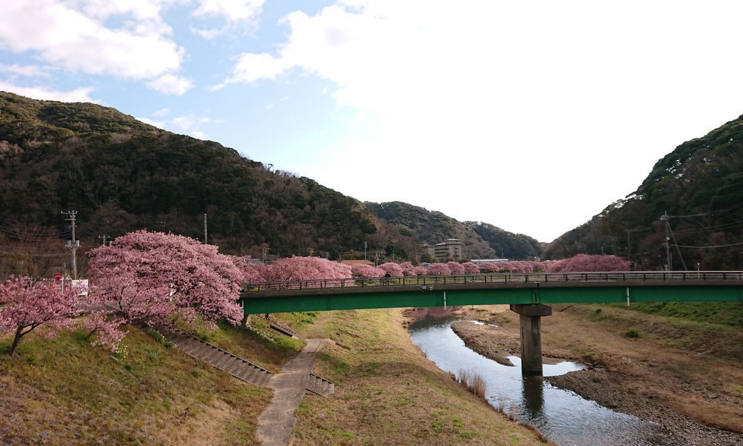 Minamino Cherry Blossom and Nanohana Festival-南伊豆町必去景点