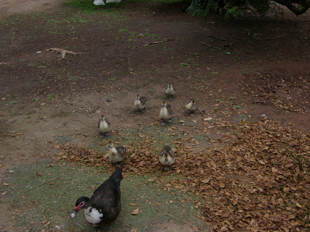 Parque Sinaloa-Los Mochis必去景点