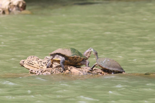 Panama Boat Tours-巴拿马城必去景点