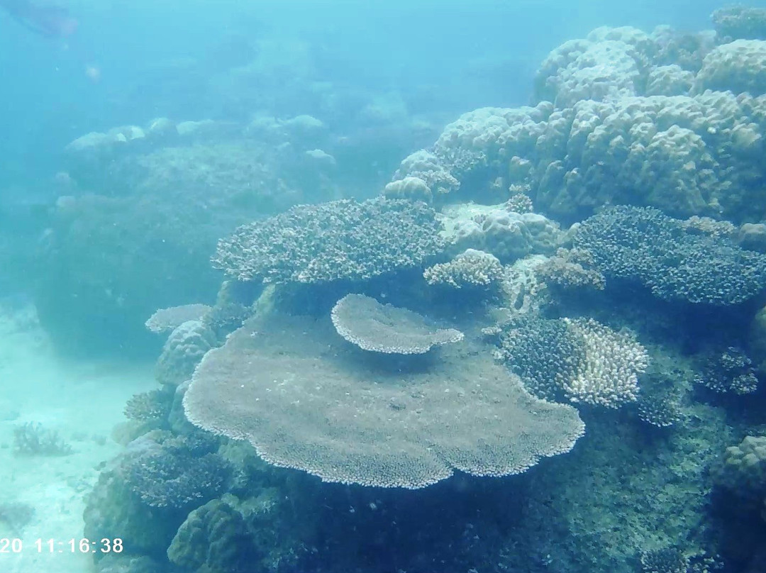 Reeftours Milne Bay景点图片