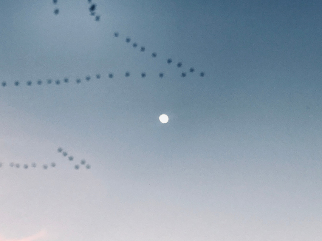 Imperial National Wildlife Refuge-尤马必去景点