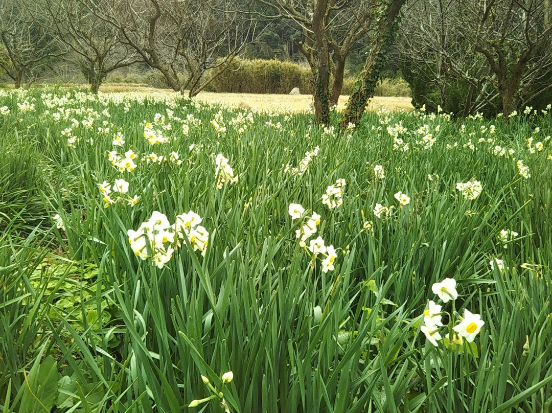 Narcissus Road-锯南町必去景点