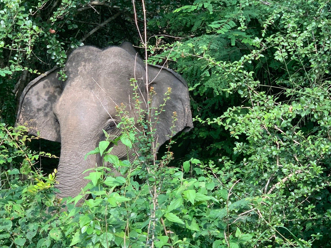 Wasgamuwa National Park景点图片