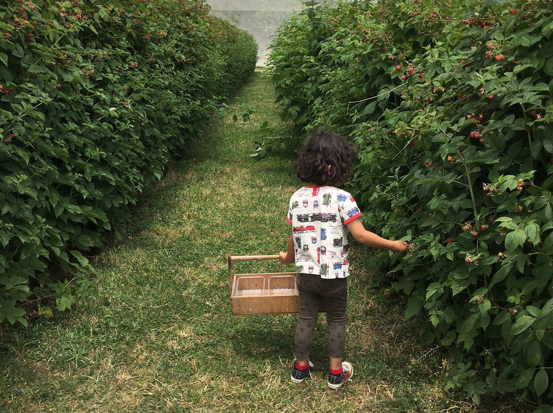 Tram Road Fruit Farm景点图片