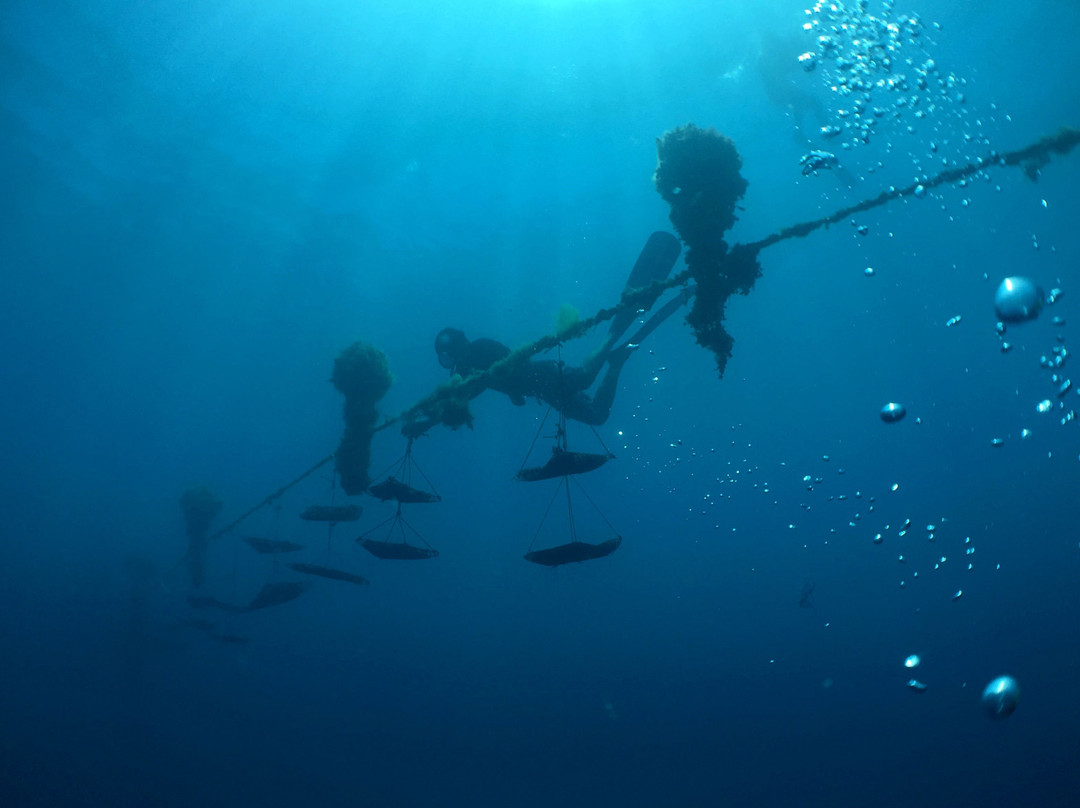 Champon Pearl Farm-塔哈岛必去景点