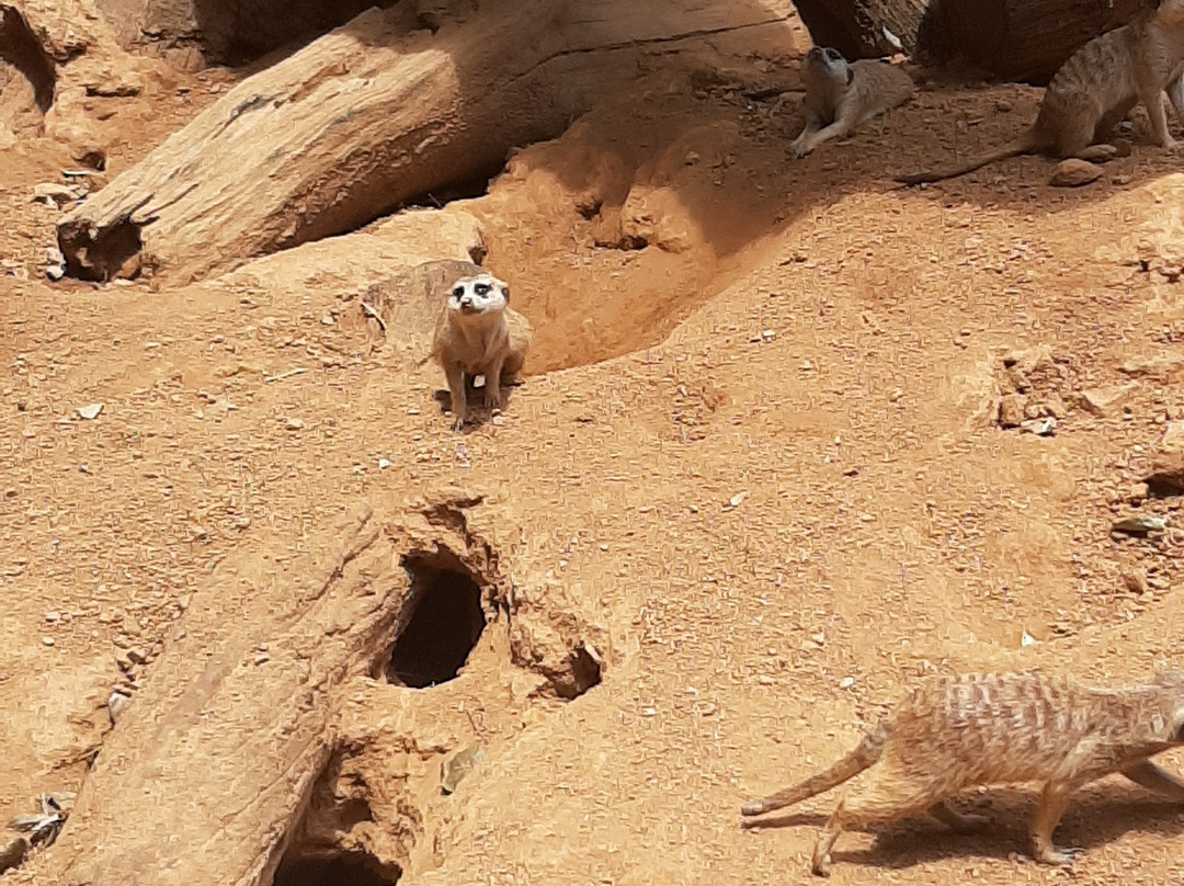 Hartbeespoort Dam - Snake and Animal Park-哈特比斯普特必去景点