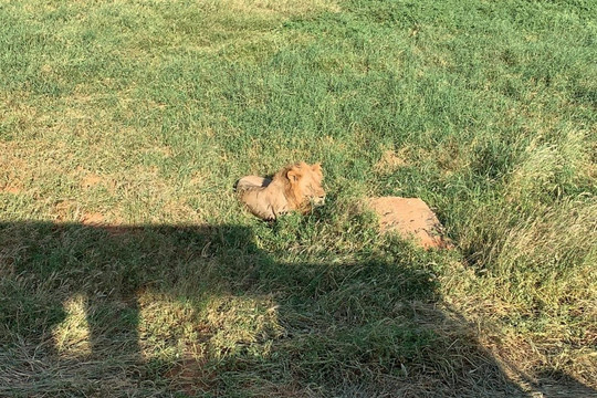 Simo Kenya Safaris-蒙巴萨必去景点