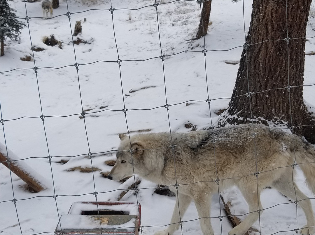 Colorado Wolf and Wildlife Center景点图片