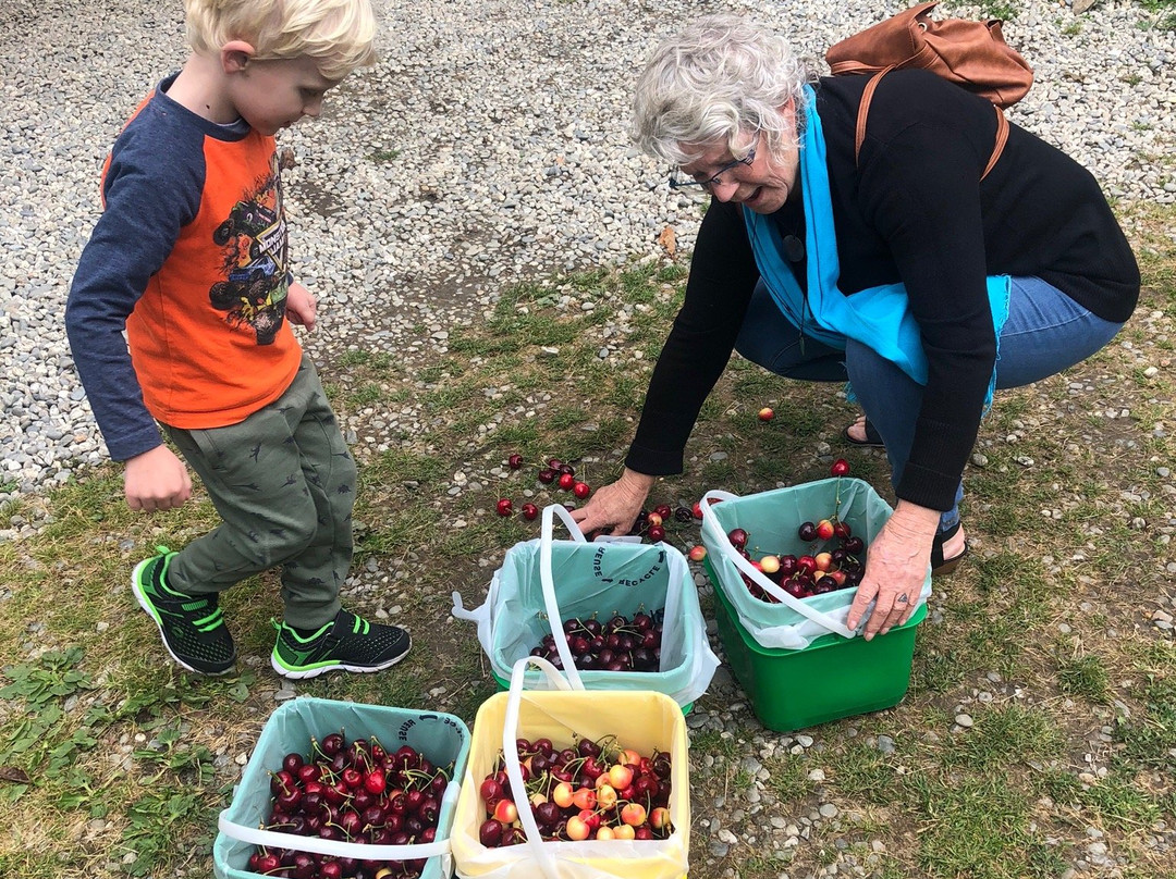 Cheeki樱桃园-克伦威尔镇必去景点