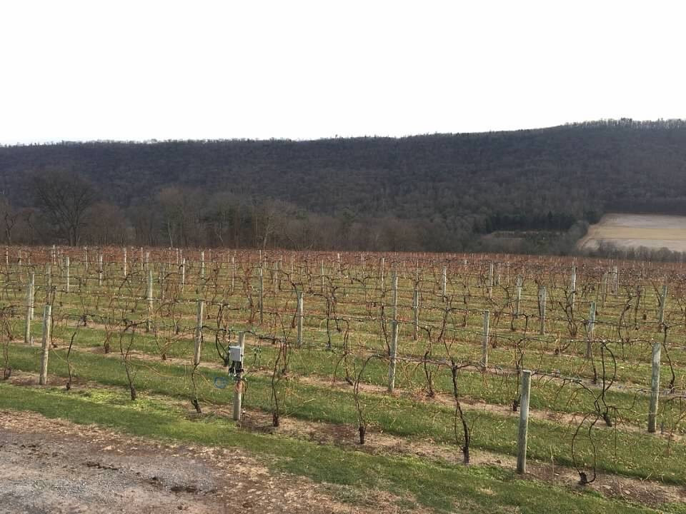 Benigna’s Creek Vineyard and Winery景点图片