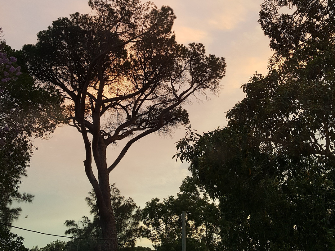 Parramatta Park景点图片