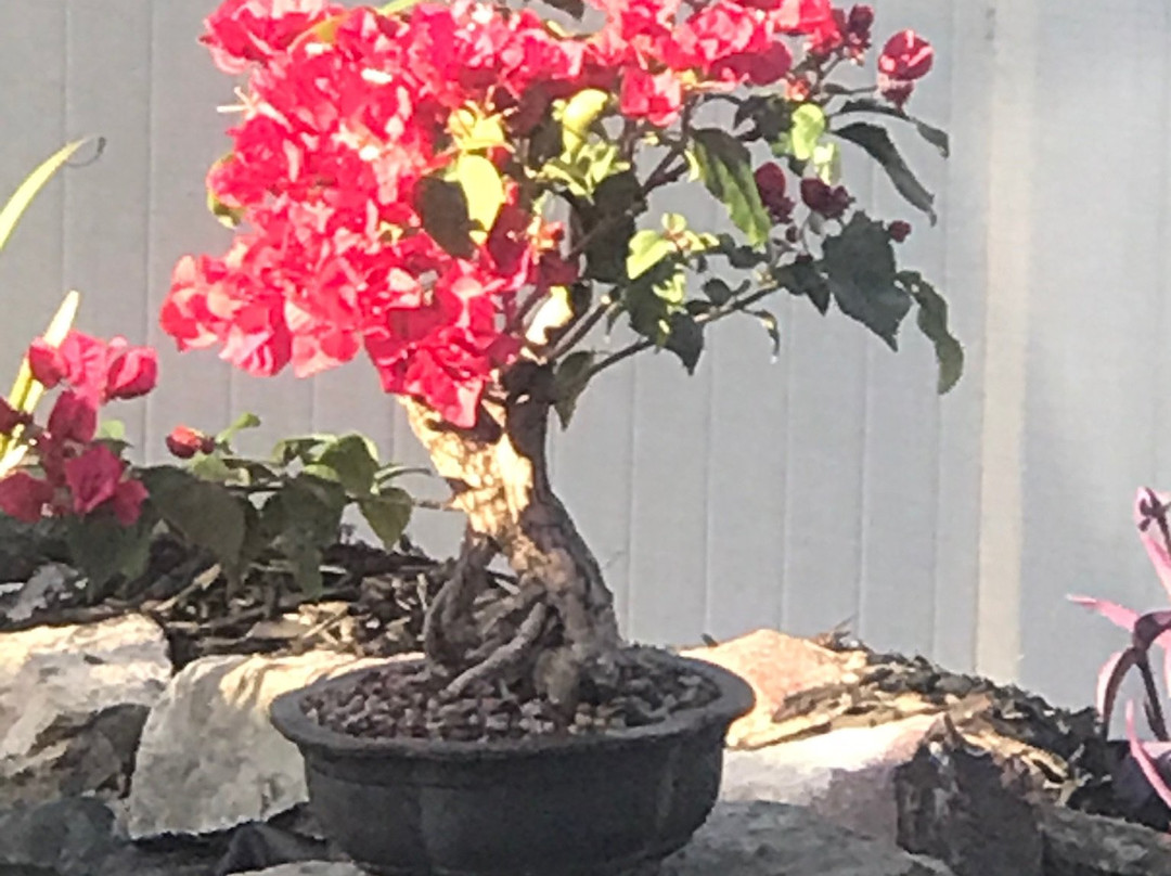 Wigert's Bonsai-North Fort Myers必去景点