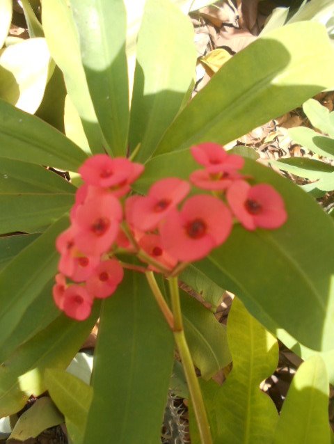 B & B Villa Calliandra-浴室