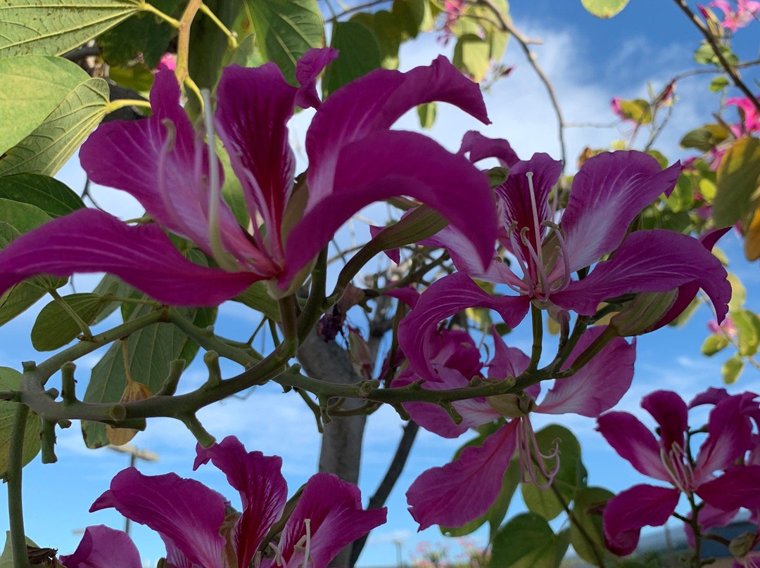 Keauhou Farmer's Market-凯乌渥必去景点