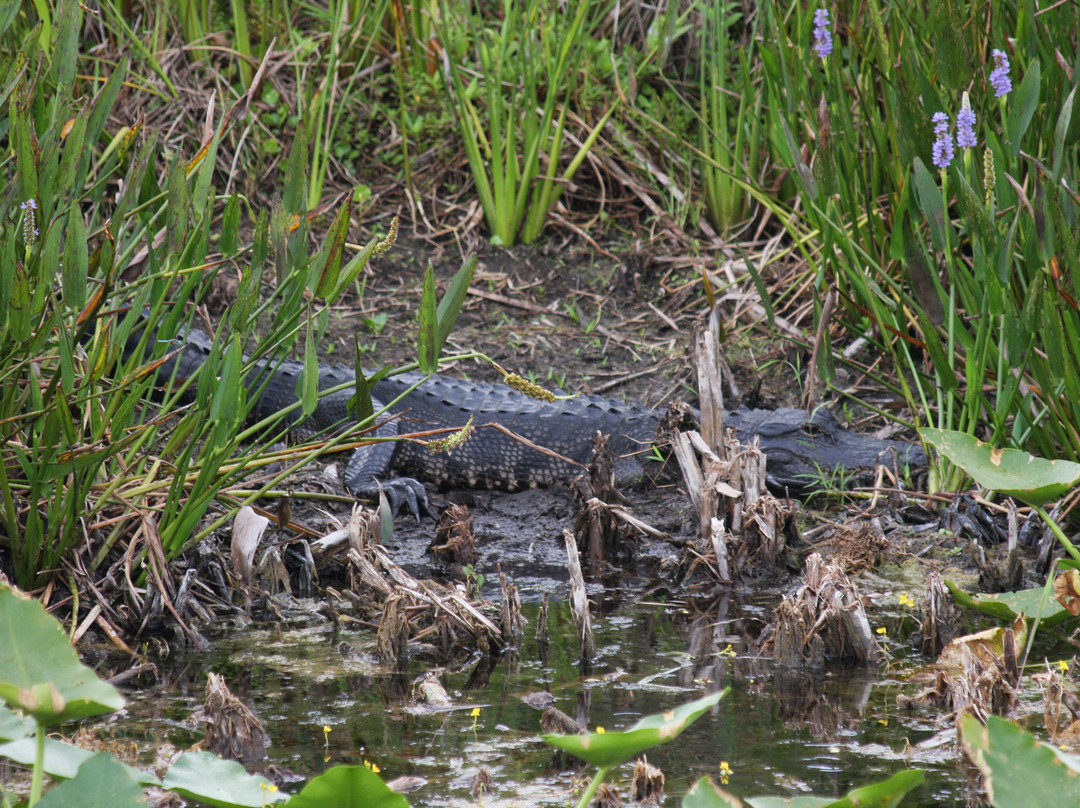 Arthur R. Marshall Loxahatchee National Wildlife Refuge景点图片