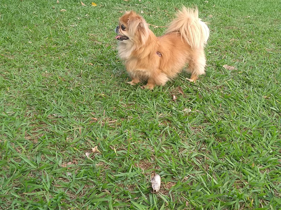 Lago das Rosas-戈亚尼亚必去景点