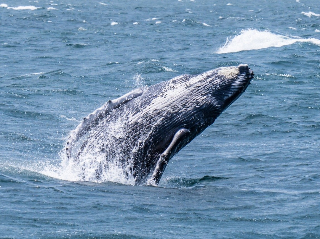 Oceanica Expeditions Peru景点图片