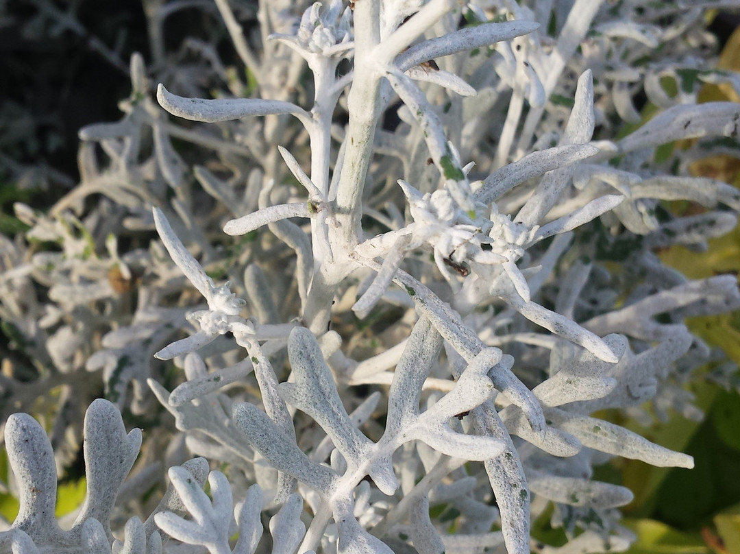 Camifolia Garden-Chemille必去景点