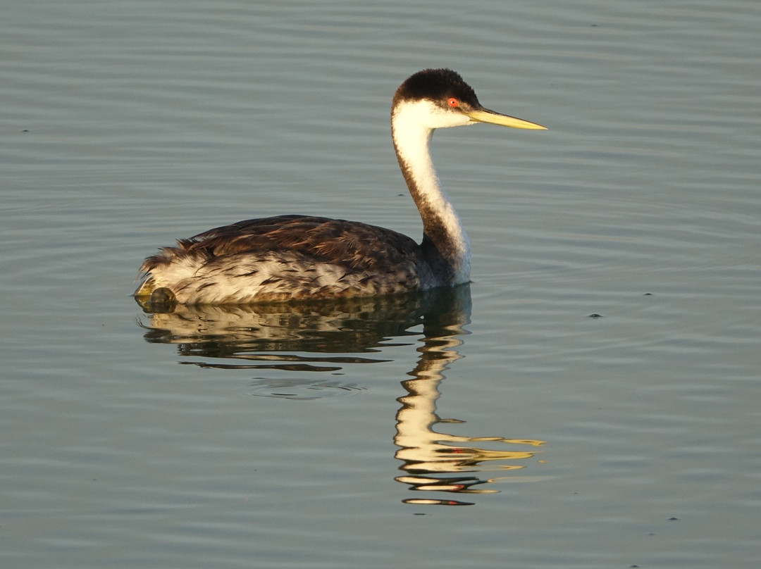 Bear River Migratory Bird Refuge景点图片