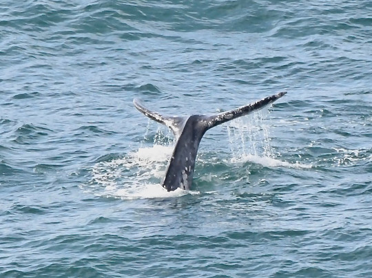 The Whale Watching Center-Depoe Bay必去景点
