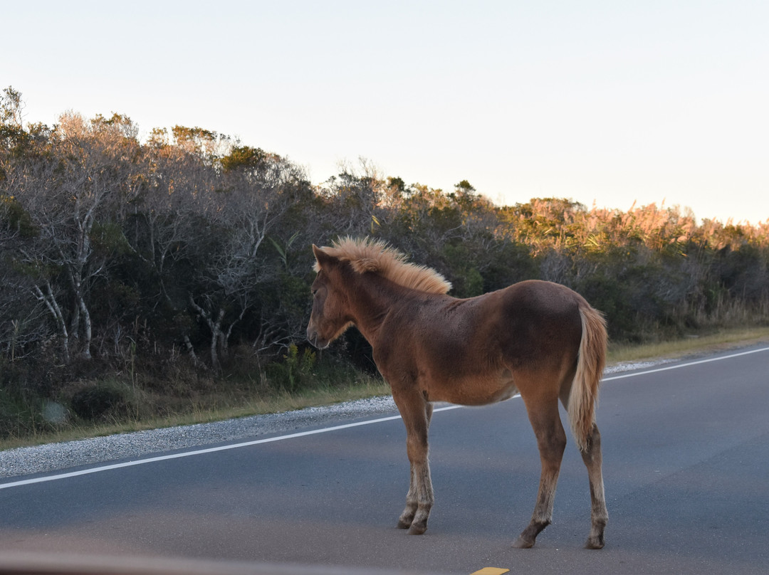 Assateague Island NS-VA Unit景点图片