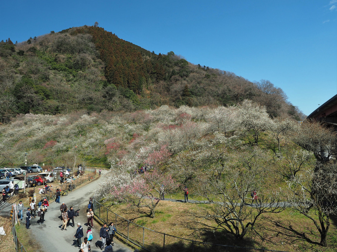 Kogezawa Plum Grove景点图片