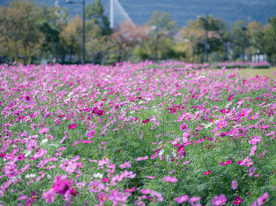 Naruto Uchino Sea Park-鸣门市必去景点