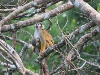 Macaw Jungle Expeditions主图