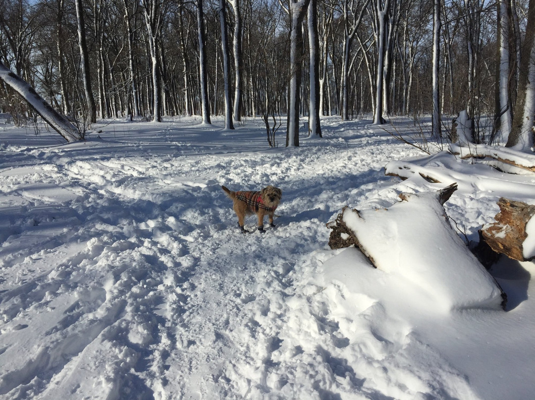 Grande Pointe旅游景点-Maple Grove Dog Park