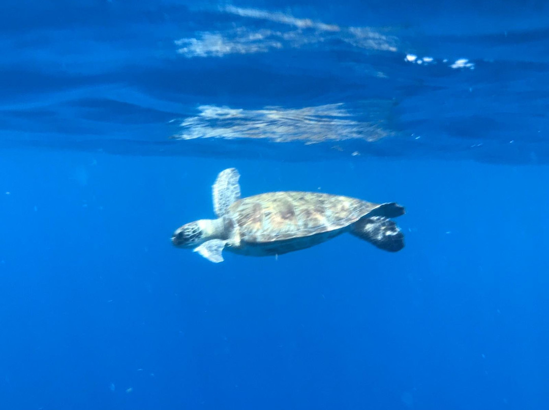 Chogogo Kiteschool-Kralendijk必去景点