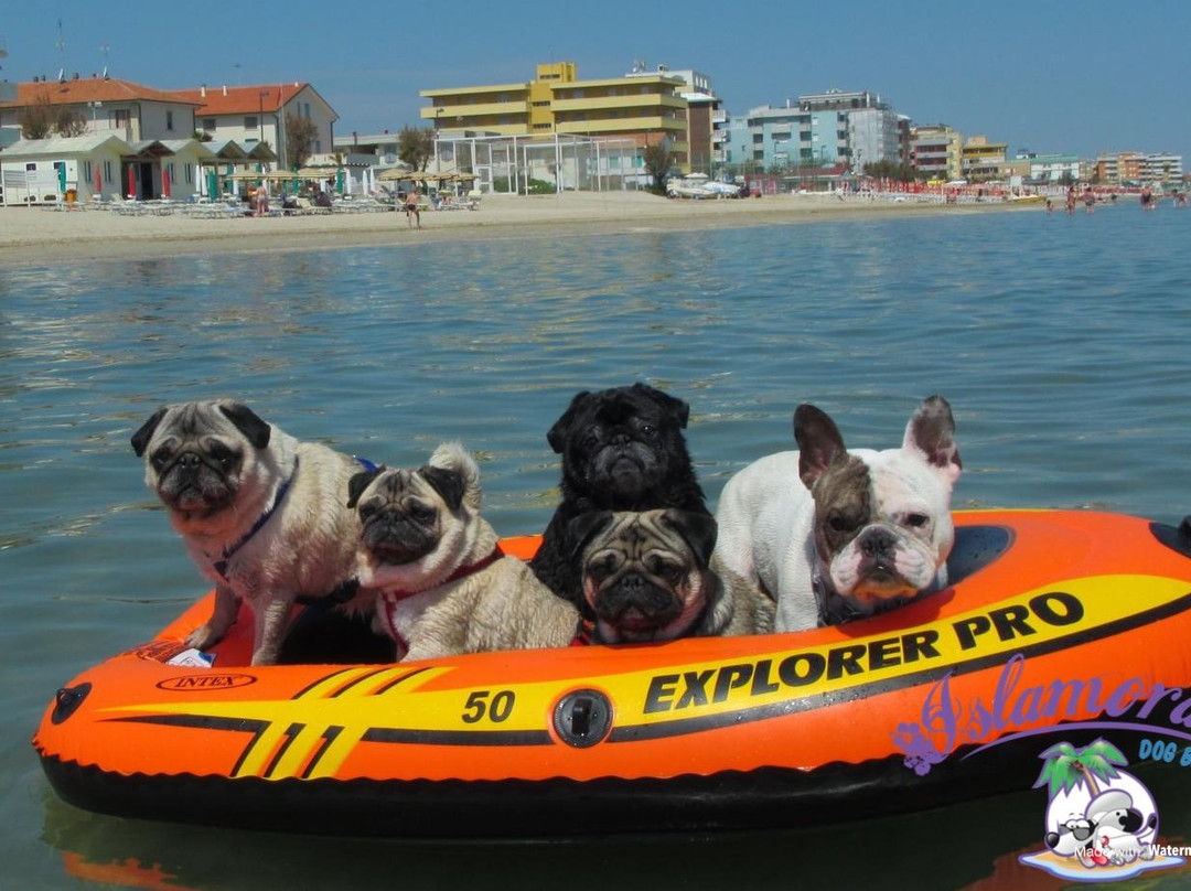 Islamorada - Dog Beach景点图片