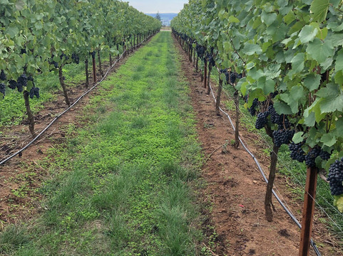 Bjornson Vineyard-塞勒姆必去景点