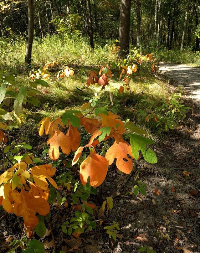 Rose Oaks County Park景点图片
