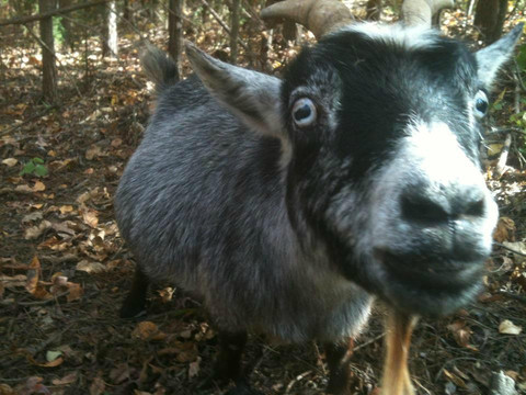 Tanglewood Farm Miniatures