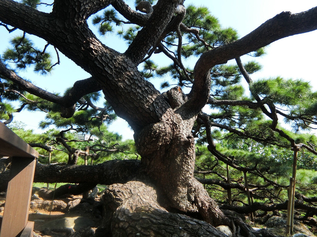 Goedano Matsu景点图片