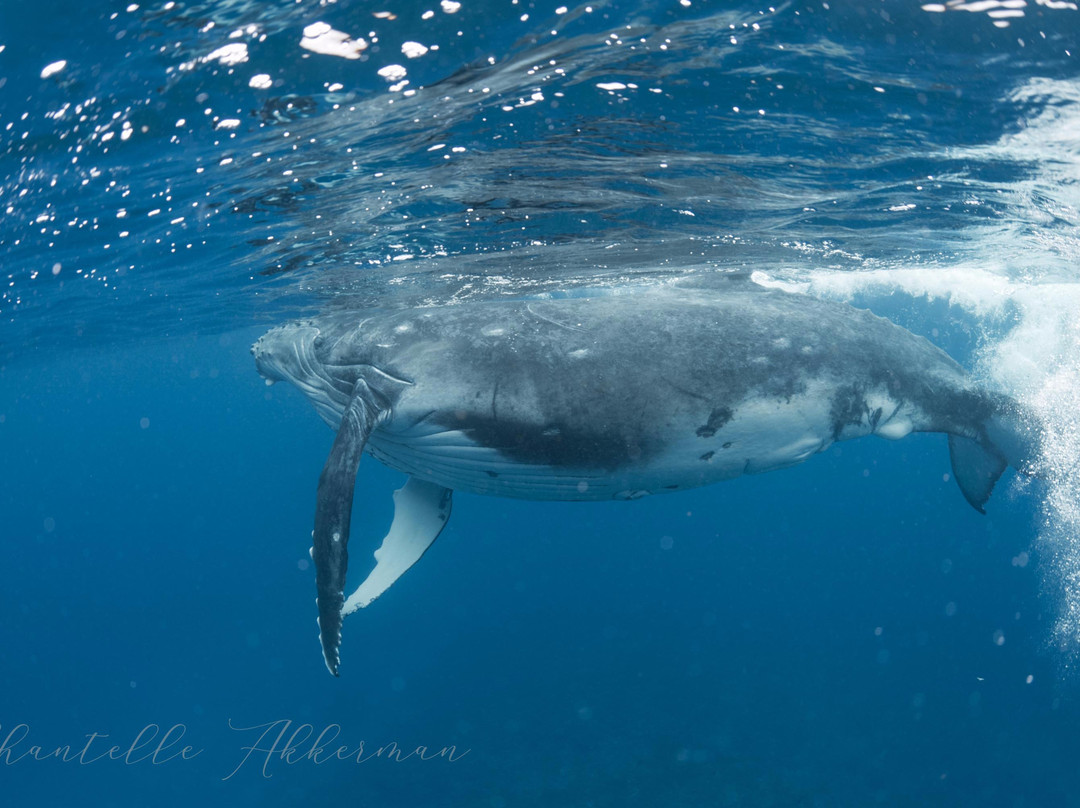 Majestic Whale Encounters景点图片