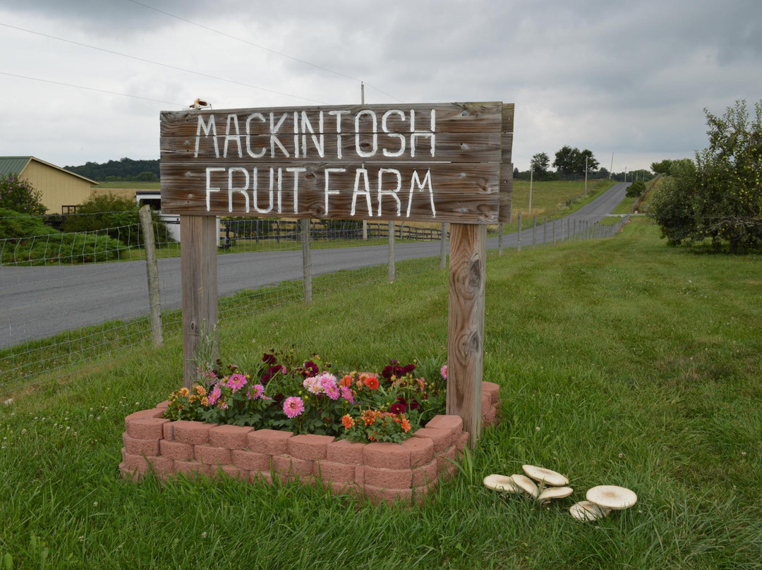 Mackintosh Fruit Farm景点图片