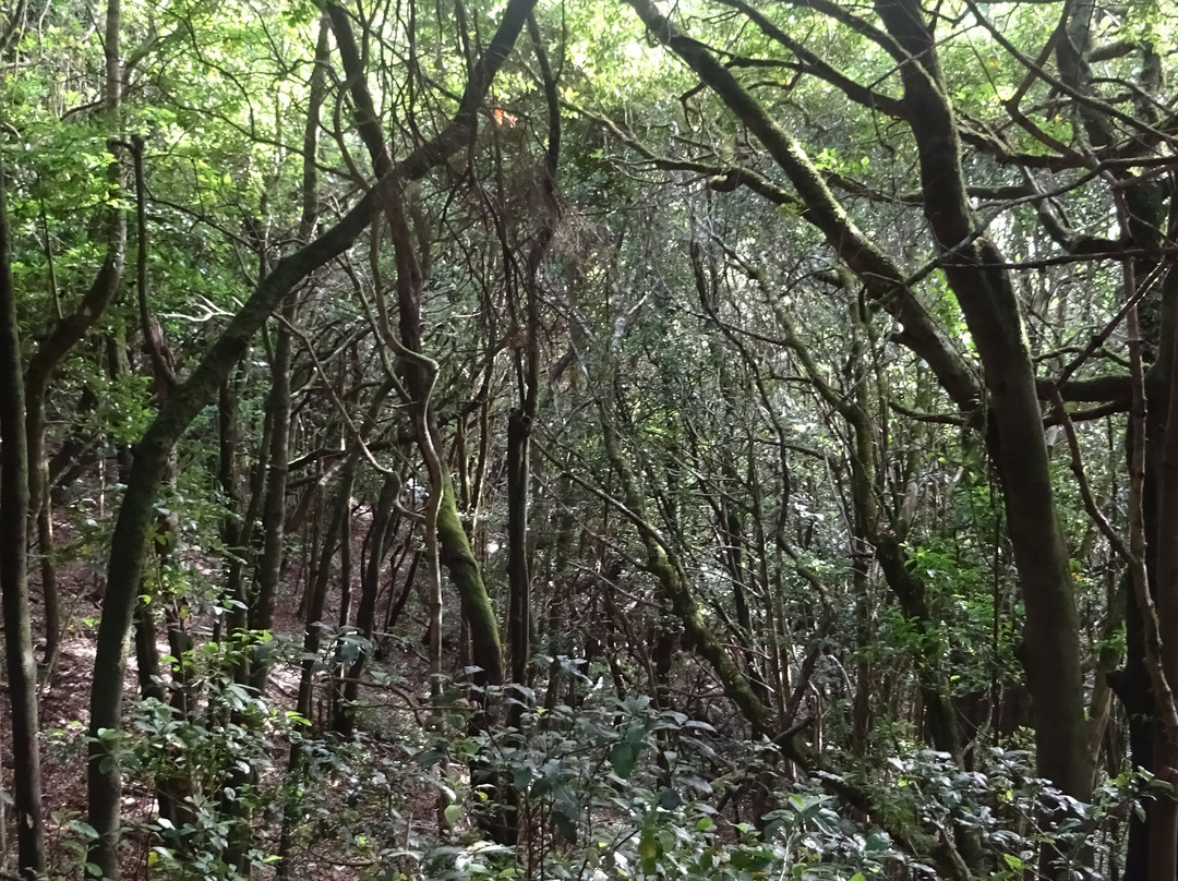 Parque Rural de Anaga-圣克鲁斯-德特内里费必去景点