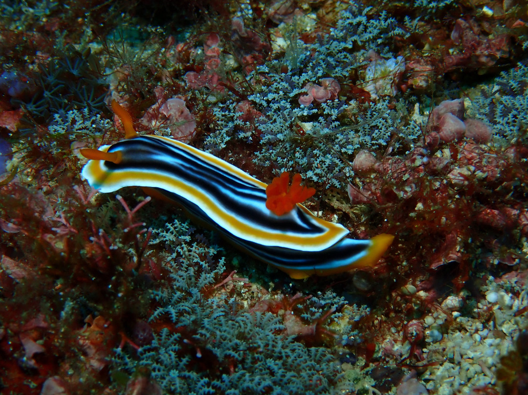 Dive Alor Dive景点图片