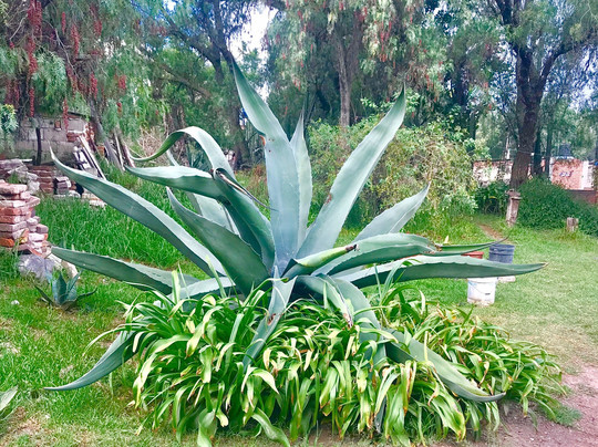 Urban Day Trips-墨西哥城必去景点