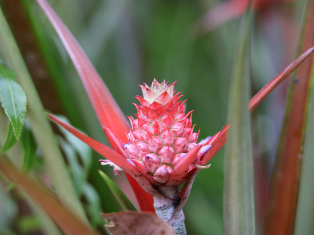 Pousada Mangabeiras主图